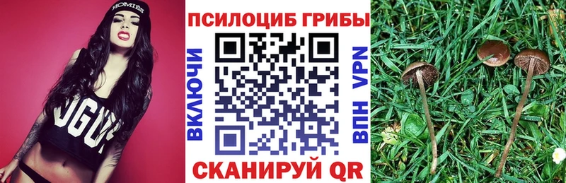 дарнет шоп  Правдинск  kraken маркетплейс  Псилоцибиновые грибы мицелий 